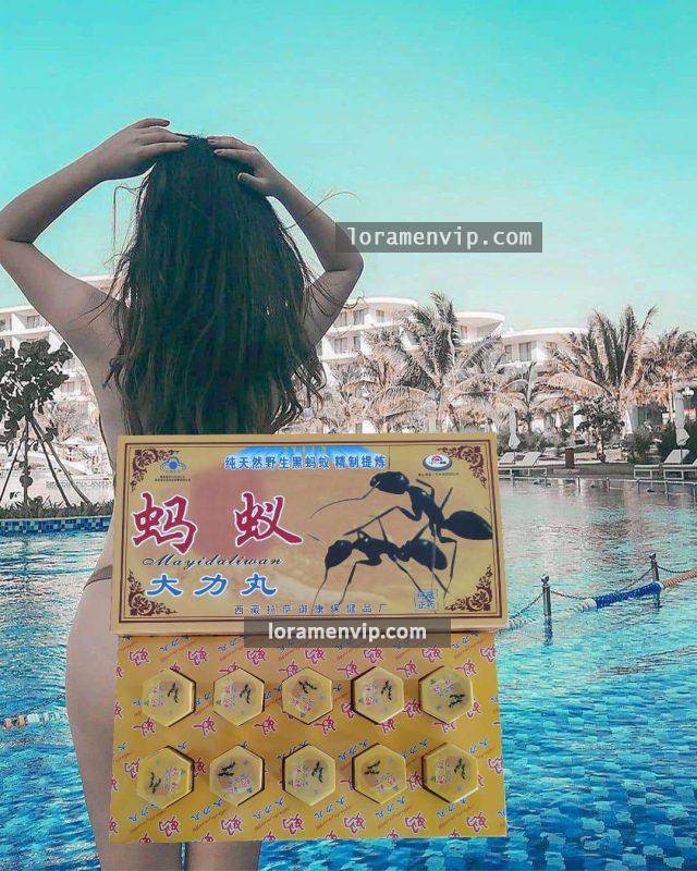 đặc điểm của Kiến Càng Đen Tây Tạng tại Hải Phòng