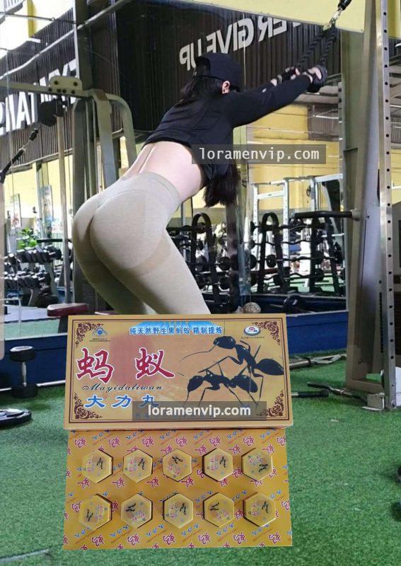 Kiến Càng Đen Tây Tạng tại Hải Phòng